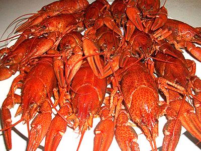 Вареные раки Вареные раки